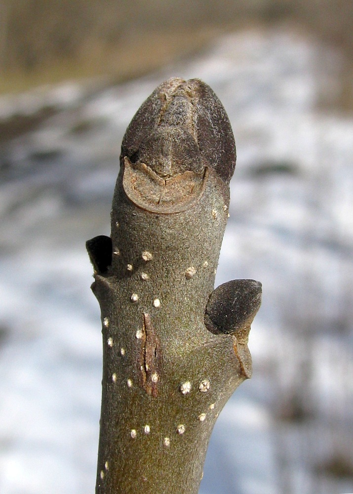 Изображение особи Fraxinus excelsior.