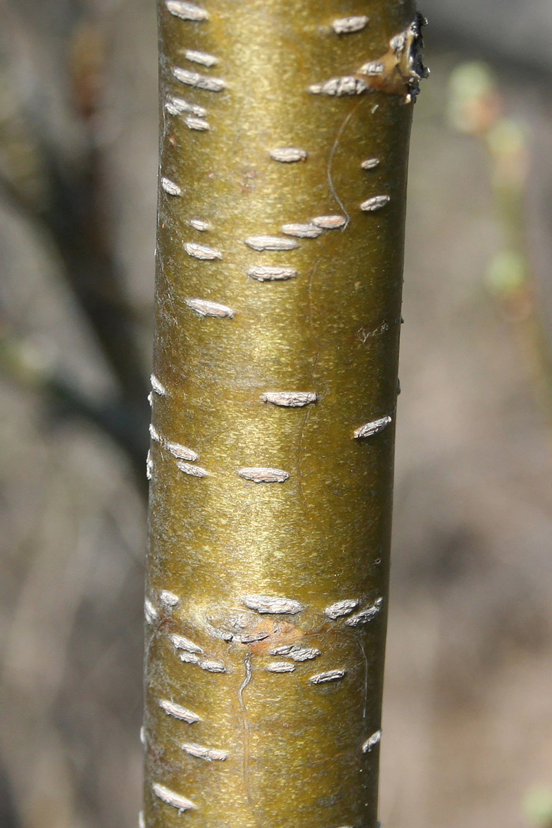 Image of Caragana arborescens specimen.