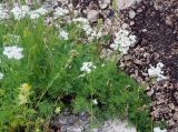 Achillea abrotanoides. Цветущее растение. Черногория, Динарское нагорье, горный массив Дурмитор. 05.07.2011.