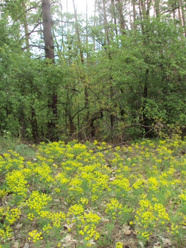 Изображение особи Euphorbia cyparissias.