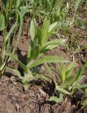 Inula oculus-christi