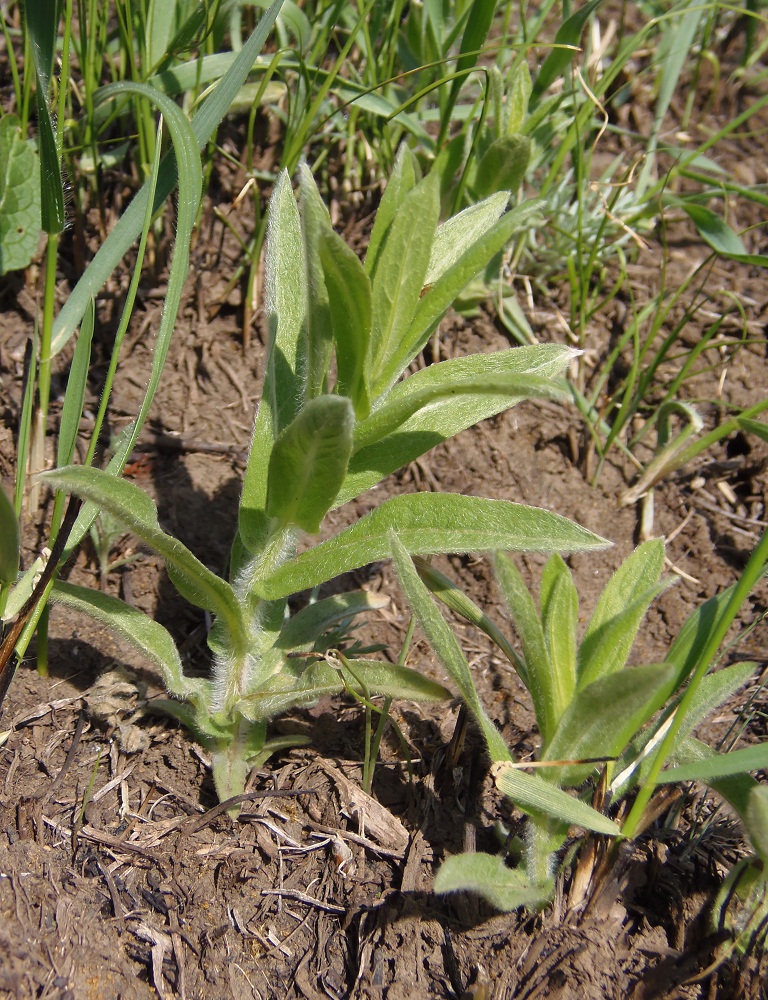 Изображение особи Inula oculus-christi.