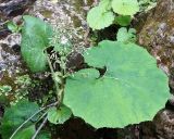 Petasites albus