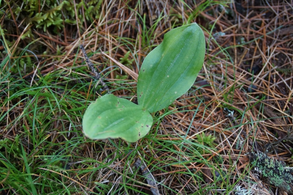 Image of Listera ovata specimen.