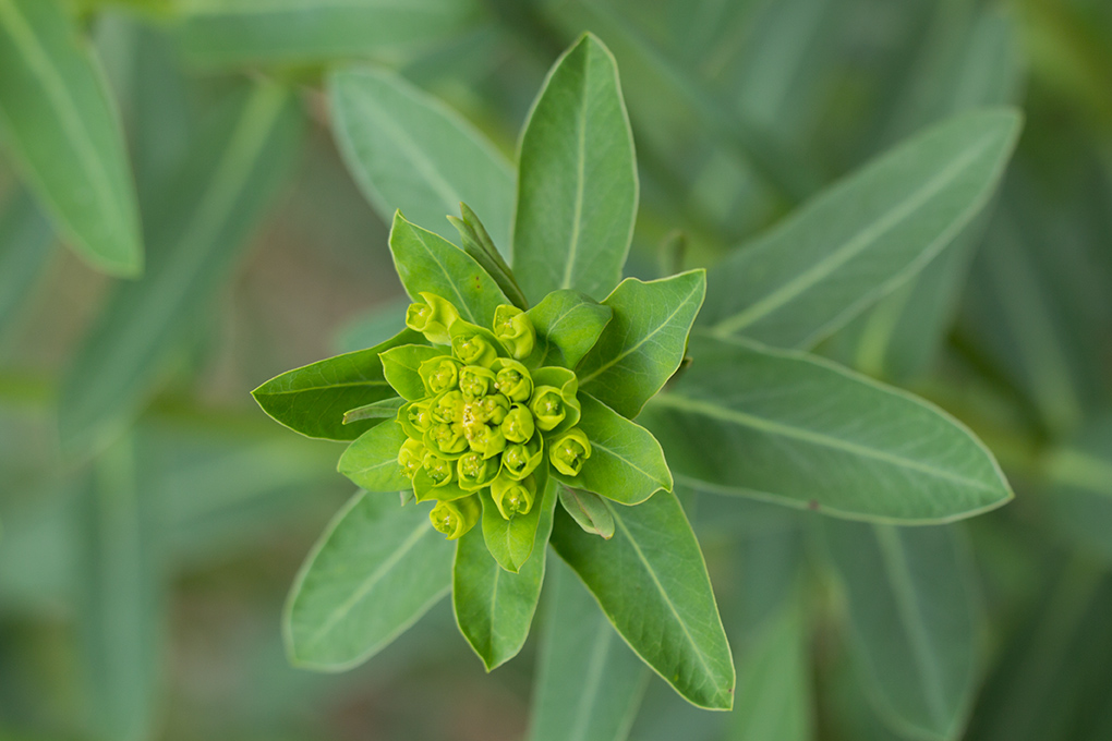 Изображение особи Euphorbia iberica.