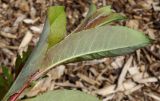 genus Salix. Верхушка побега (у листьев видны их нижние стороны). Германия, г. Дюссельдорф, Ботанический сад университета. 04.05.2014.