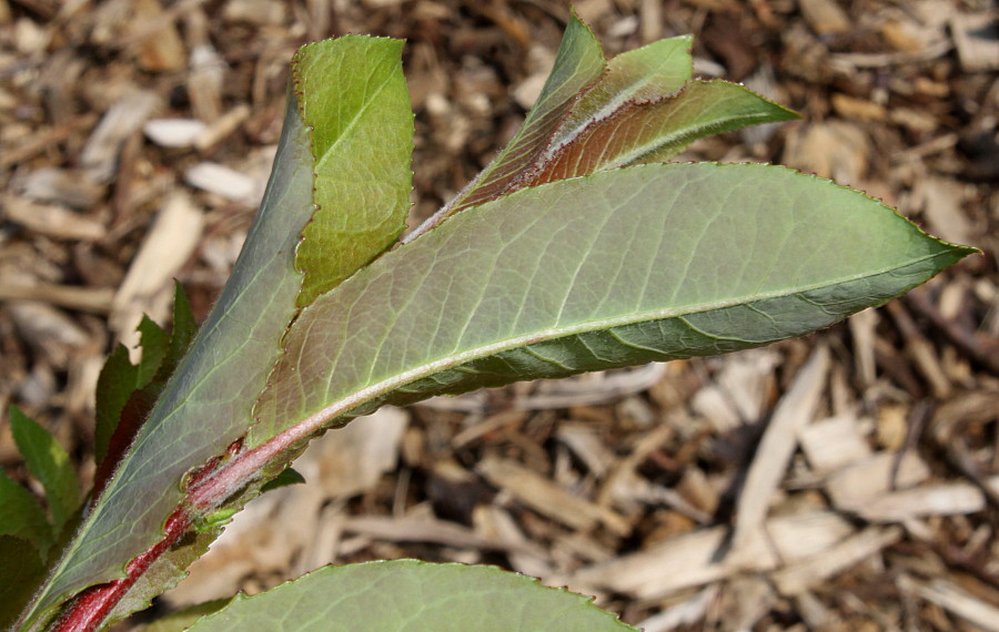 Image of genus Salix specimen.