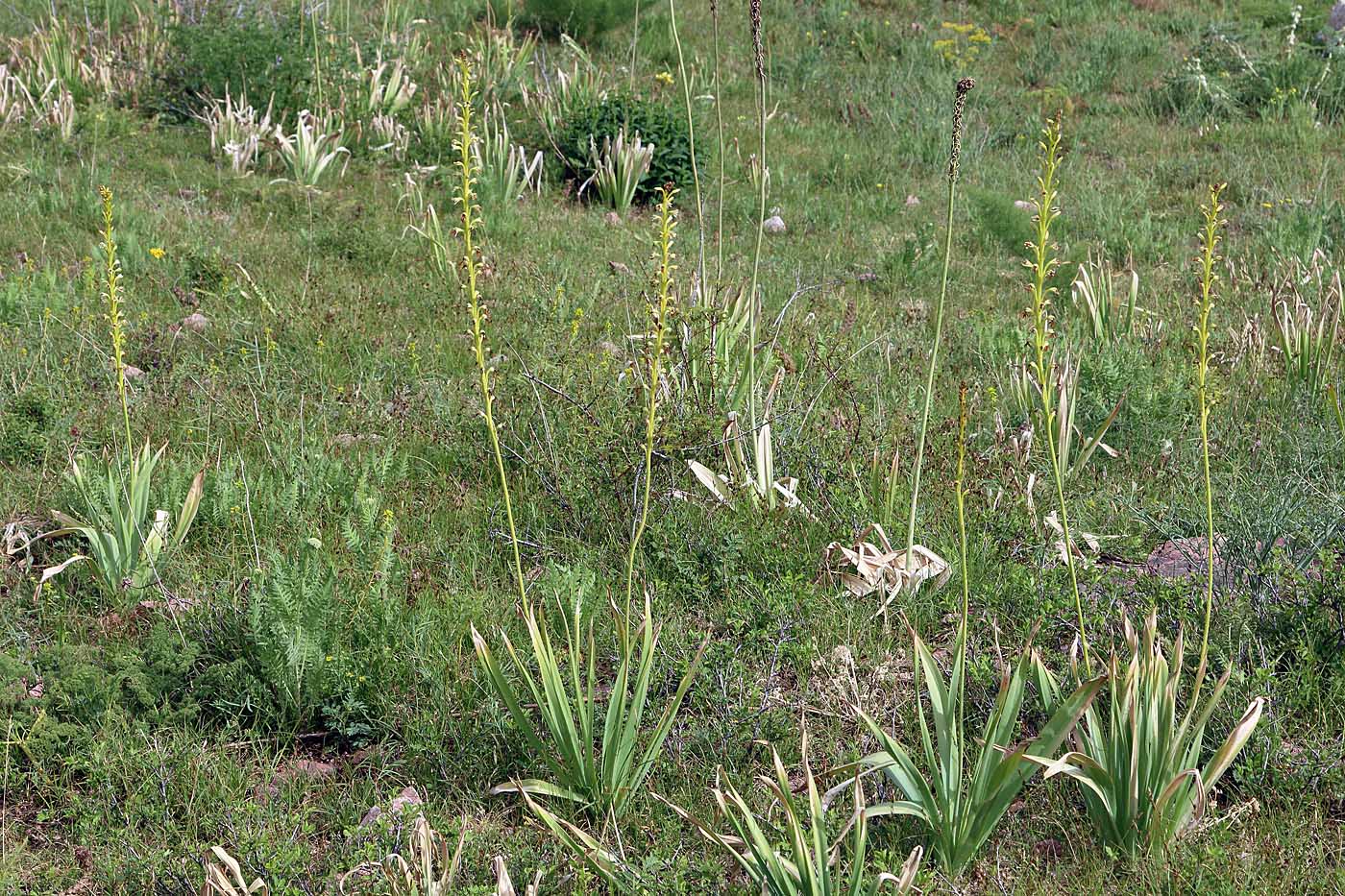 Image of Eremurus turkestanicus specimen.
