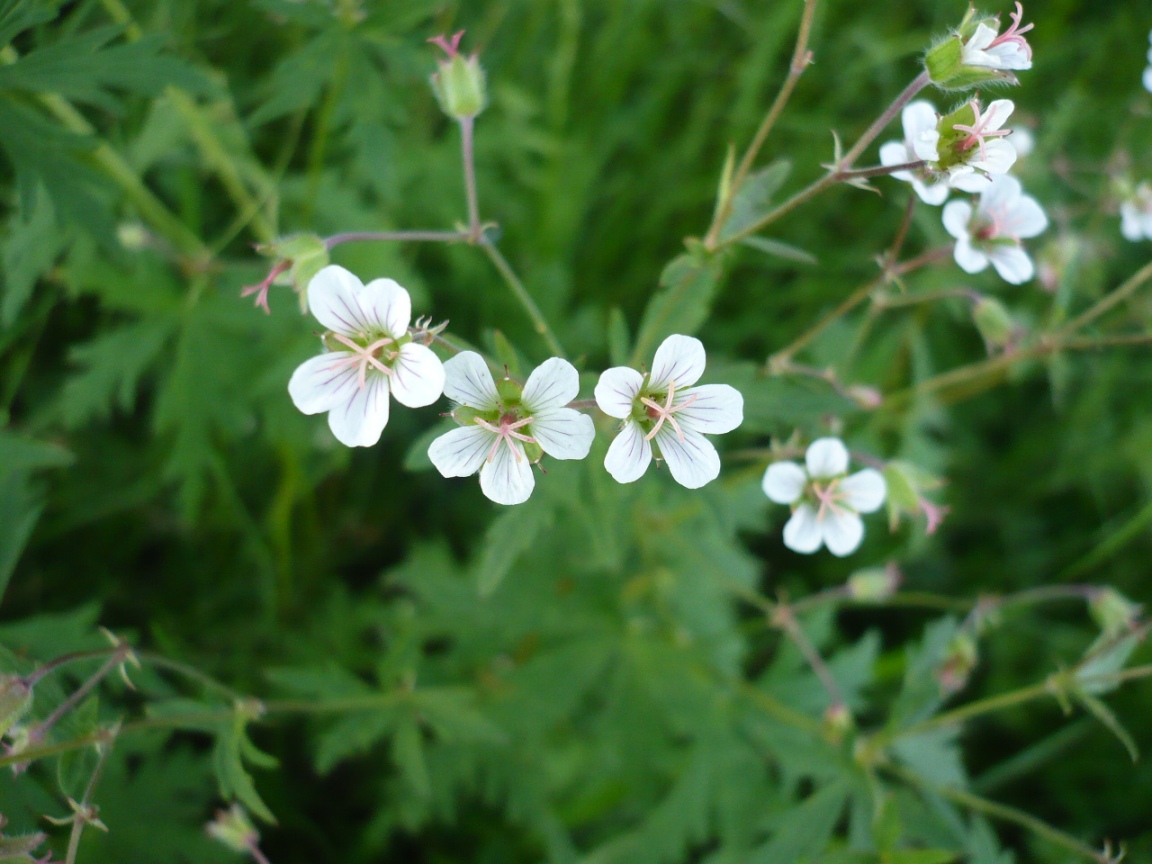 Image of Geranium asiaticum specimen.