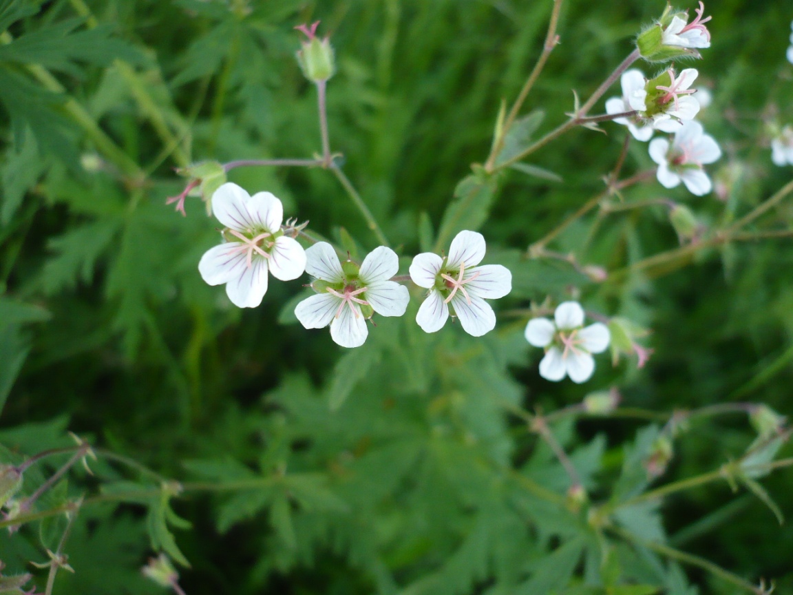 Изображение особи Geranium asiaticum.