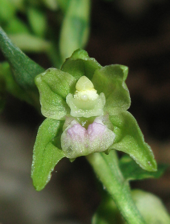 Изображение особи Epipactis persica.