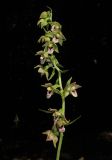 Epipactis helleborine