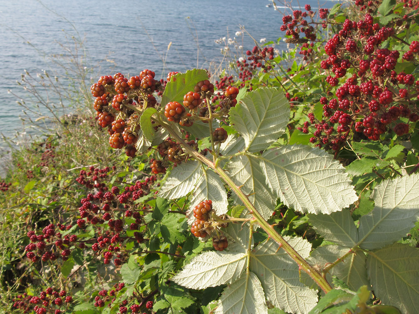 Изображение особи Rubus sanctus.