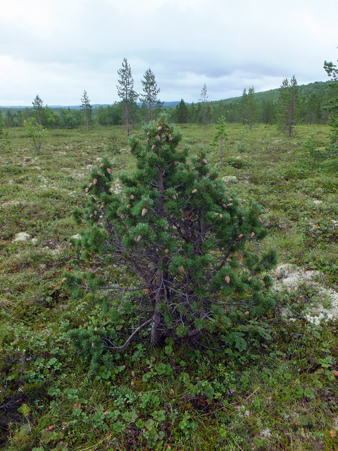 Изображение особи Pinus friesiana.