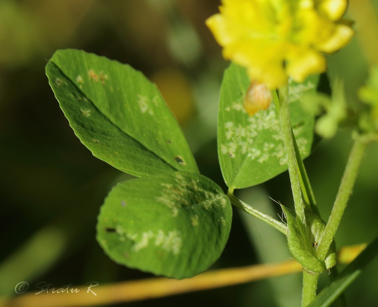 Изображение особи Trifolium campestre.