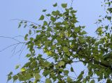Betula populifolia. Ветвь. Германия, г. Дюссельдорф, Ботанический сад университета. 03.07.2014.