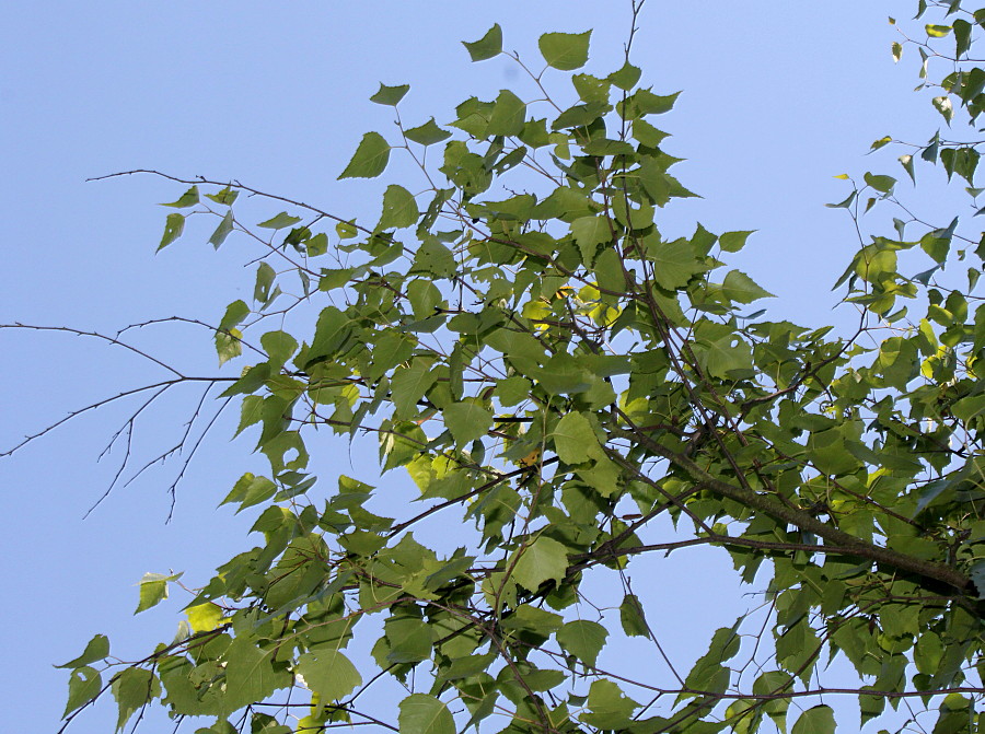 Image of Betula populifolia specimen.