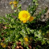 Pulicaria dysenterica