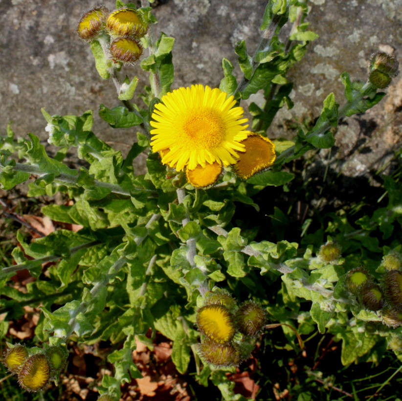 Image of Pulicaria dysenterica specimen.