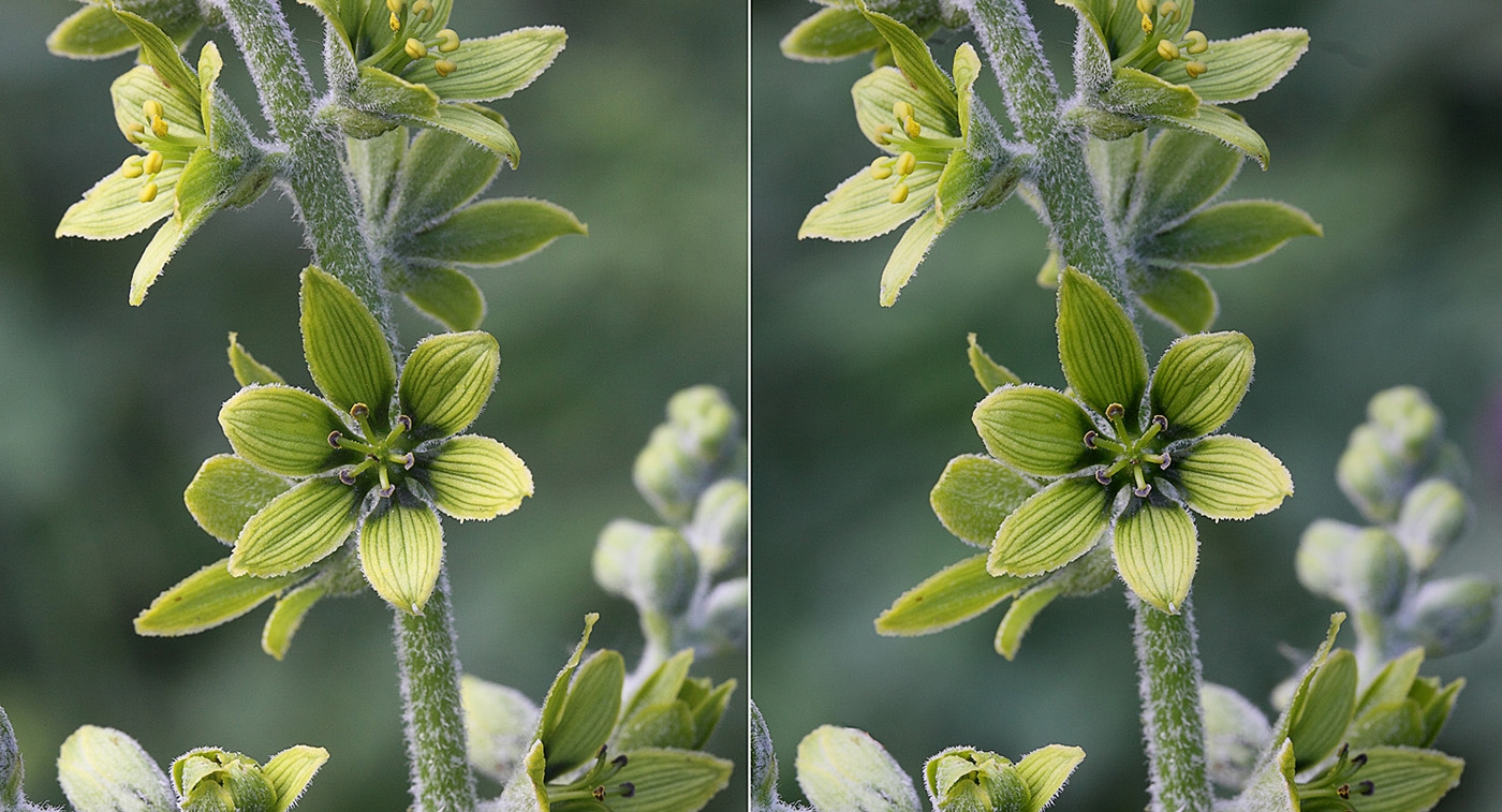 Изображение особи Veratrum lobelianum.