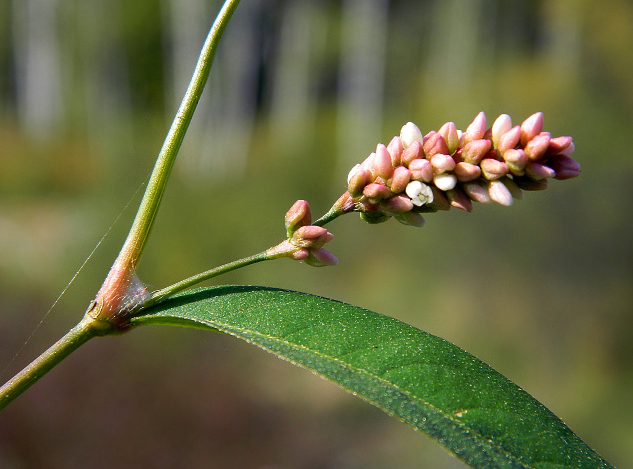 Image of Persicaria lapathifolia specimen.