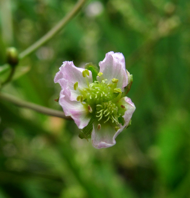 Image of Alisma &times; rhicnocarpum specimen.