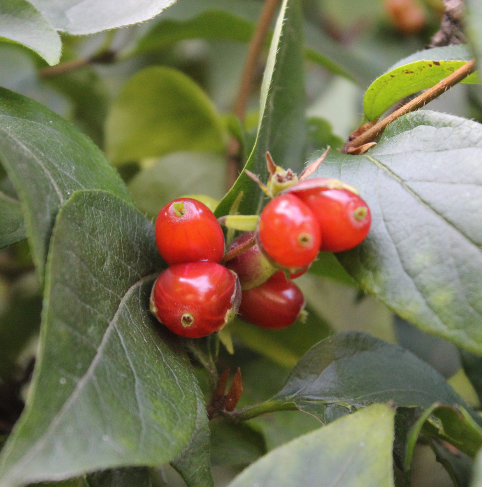 Image of Lonicera ferdinandi specimen.