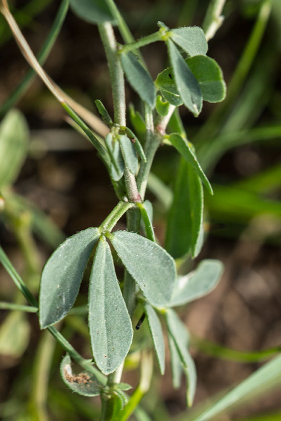 Image of genus Lotus specimen.