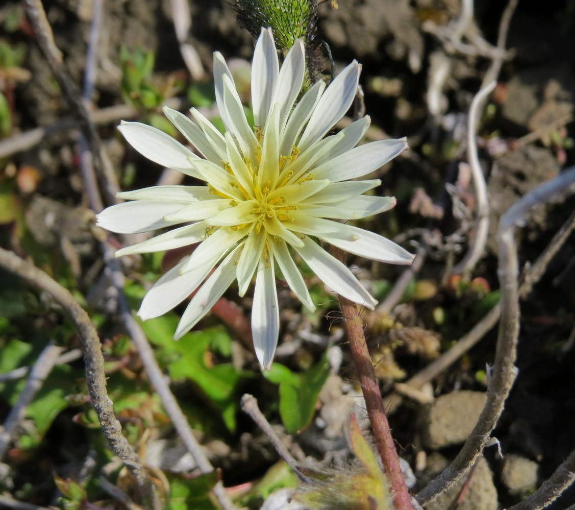 Изображение особи Taraxacum arcticum.