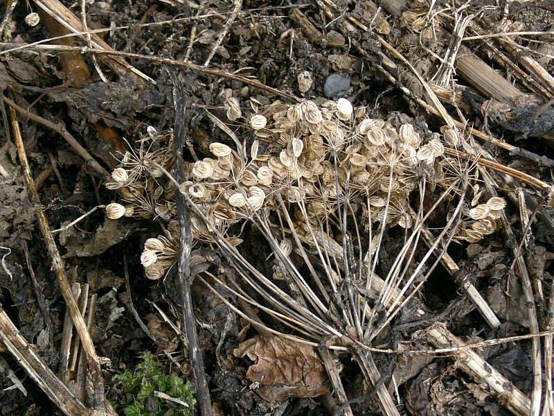 Image of Heracleum lanatum specimen.