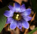 Gentiana zollingeri