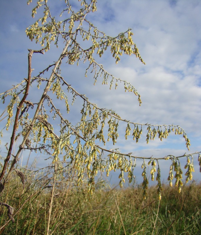 Image of Artemisia santonicum specimen.