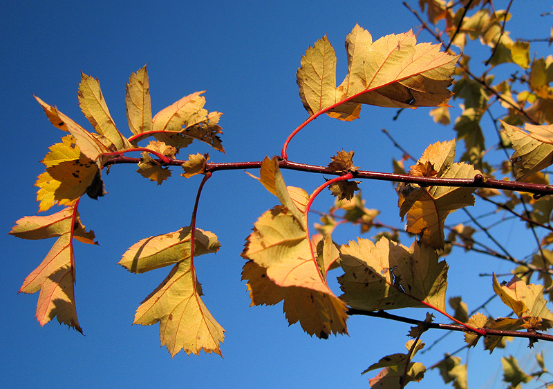 Изображение особи род Crataegus.