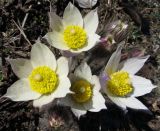 Pulsatilla patens