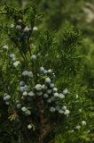 Juniperus sabina