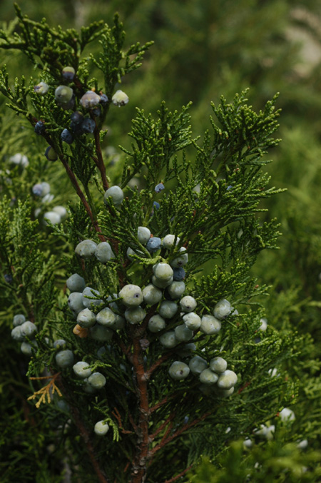 Image of Juniperus sabina specimen.