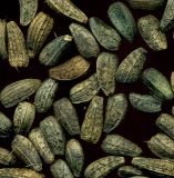 Arctium tomentosum. Плоды-семянки (хохолки удалены). Курская обл., Железногорский р-н, дер. Клишино, ур. Нележ, опушка леса. 1 ноября 2009 г.