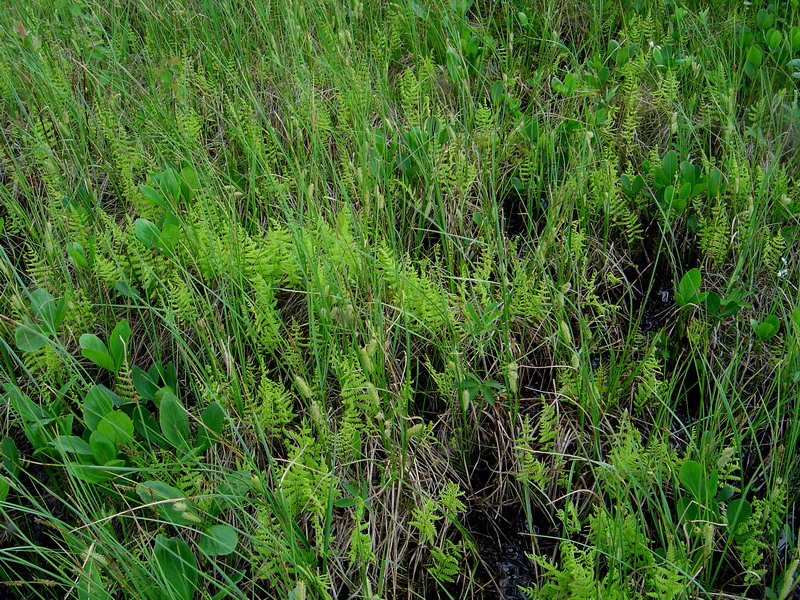 Image of Thelypteris palustris specimen.