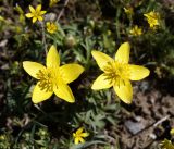 Anemone gortschakowii