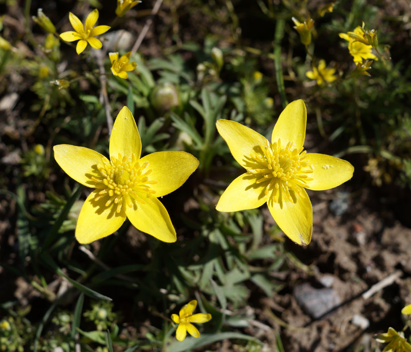 Изображение особи Anemone gortschakowii.