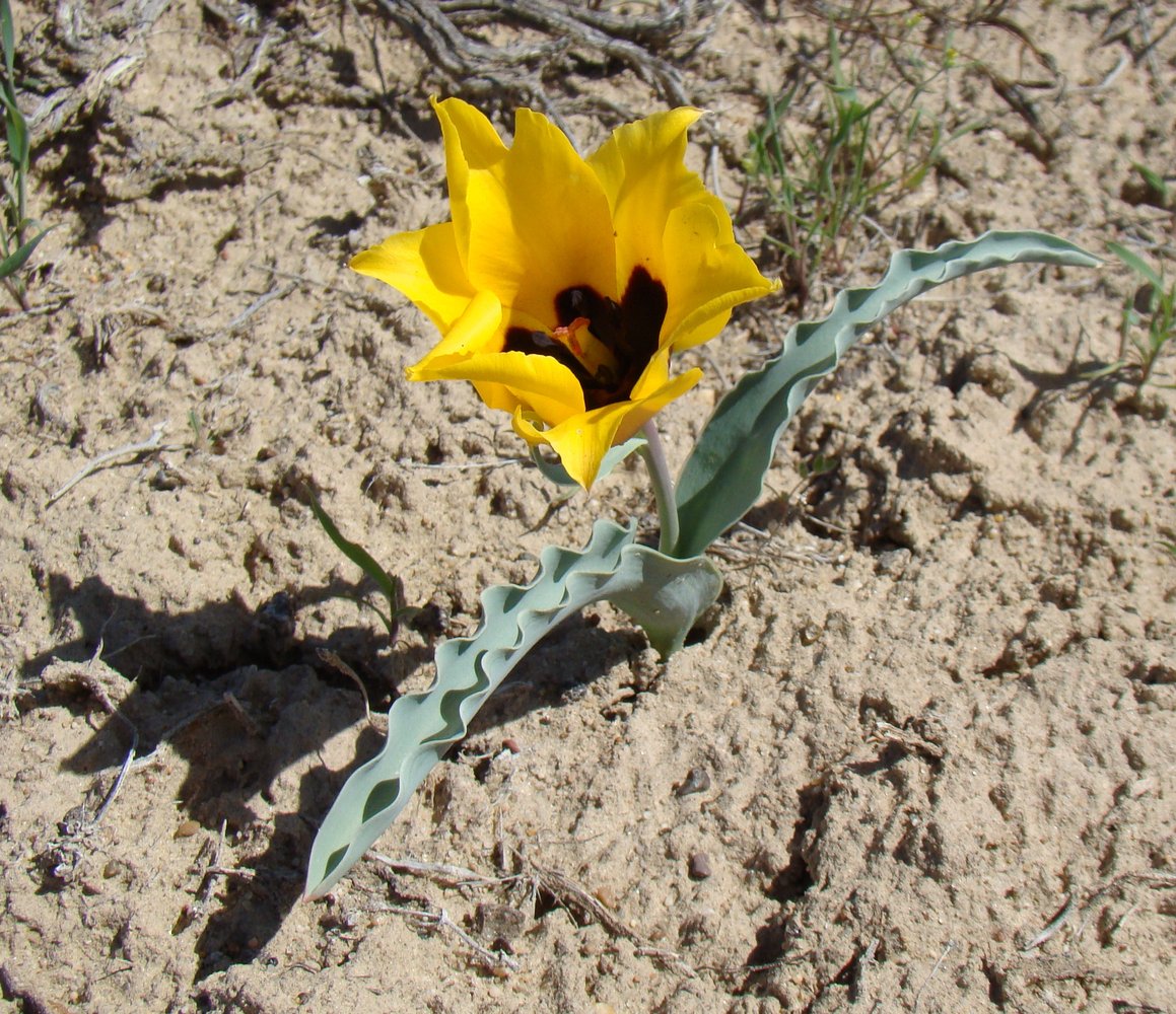Image of Tulipa borszczowii specimen.
