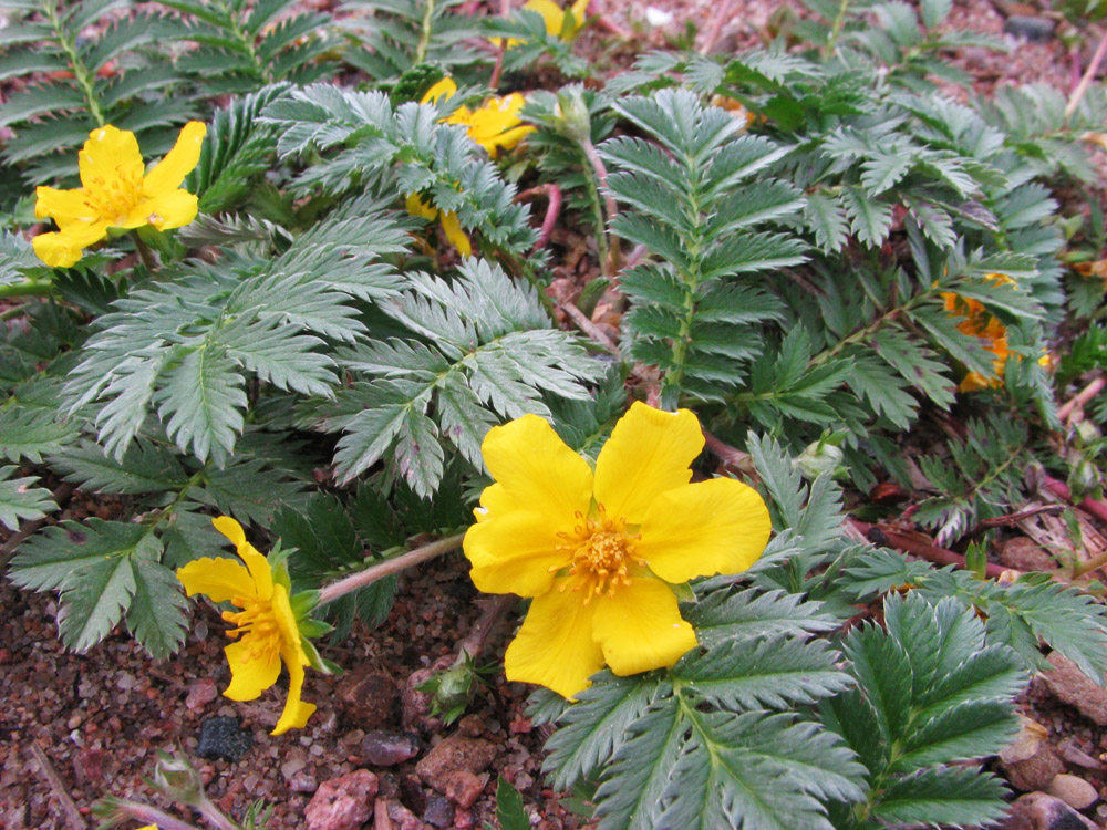 Изображение особи Potentilla anserina.