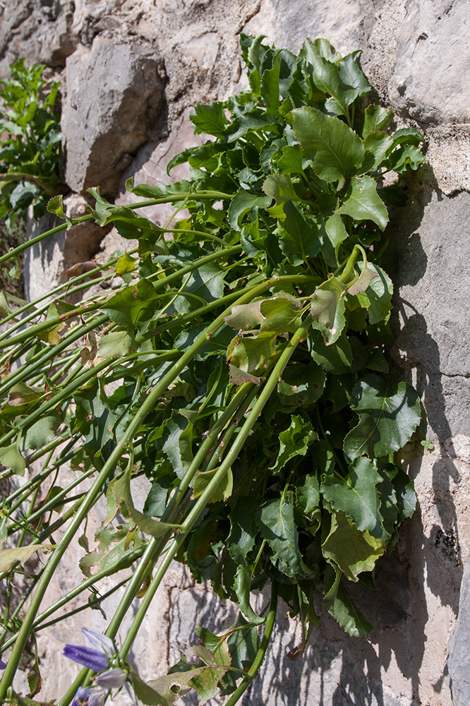 Image of Campanula pyramidalis specimen.