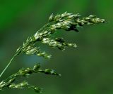 Hierochloe odorata. Соцветие. Московская обл., Раменский р-н, окр. ж.-д. платформы Хрипань, просека под ЛЭП. 20.05.2015.