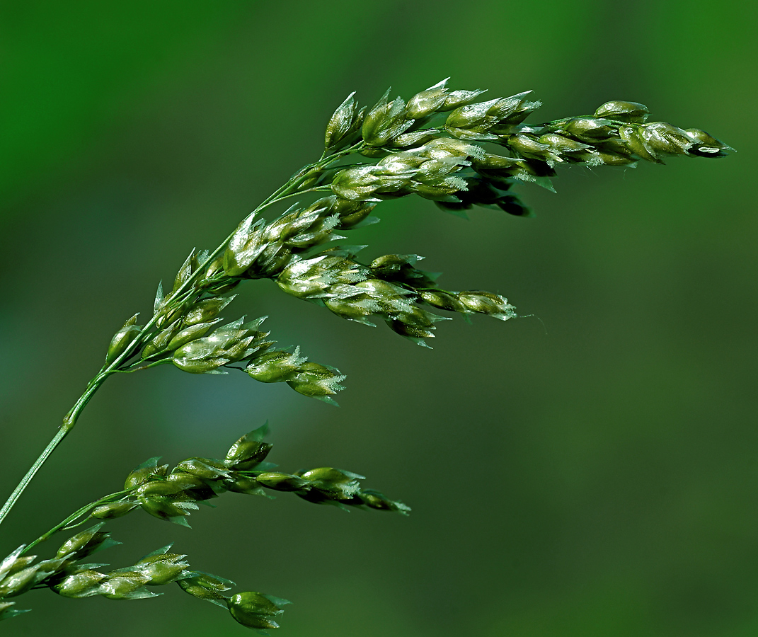 Image of Hierochloe odorata specimen.