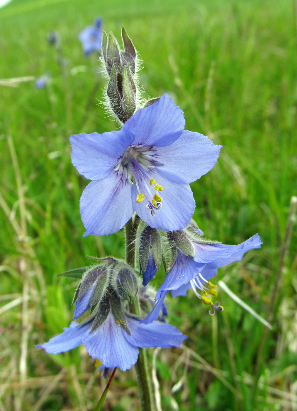 Image of Polemonium acutiflorum specimen.