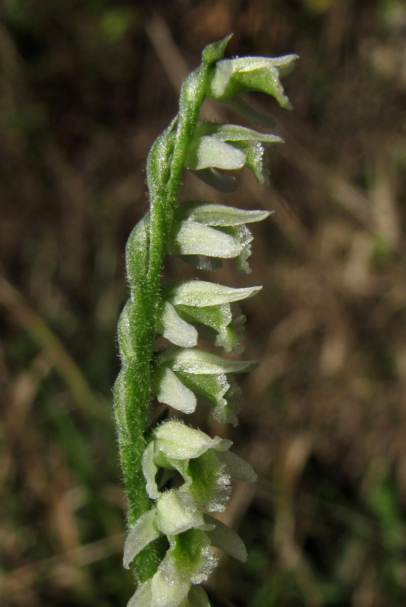 Изображение особи Spiranthes spiralis.