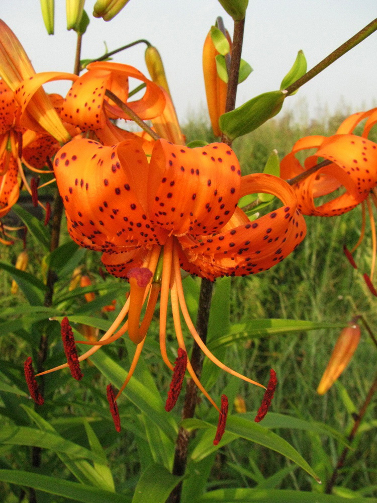 Image of Lilium lancifolium specimen.