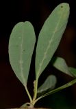 Cordia sinensis