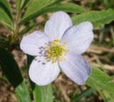 Anemone caerulea. Цветок. Восточный Казахстан, Глубоковский р-н, окр. с. Бобровка, склон сопки. 04.05.2015.